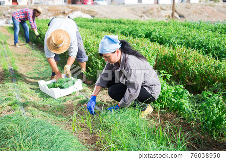 Farm workers gathering crop of chives on vegetable plantation Farm workers gathering crop of chives on vegetable plantation 76038950