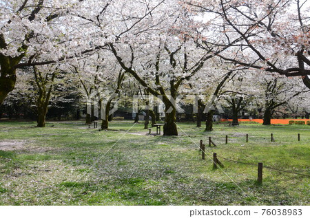 公園裡的櫻花樹沒人看櫻花 76038983