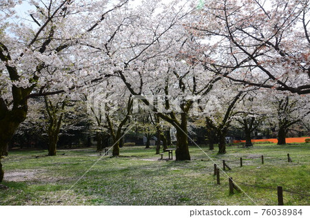 Cherry blossom trees in the park with no one to see the cherry blossoms Cherry blossom trees in the park with no one to see the cherry blossoms 76038984