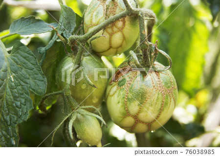 Tomatoes diseases. Tomato zippering. Thin brown necrotic scars on the fruits. Zipper-like lesion. Deformation of the surface Tomatoes diseases. Tomato zippering. Thin brown necrotic scars on the fruits. Zipper-like lesion. Deformation of the surface 76038985