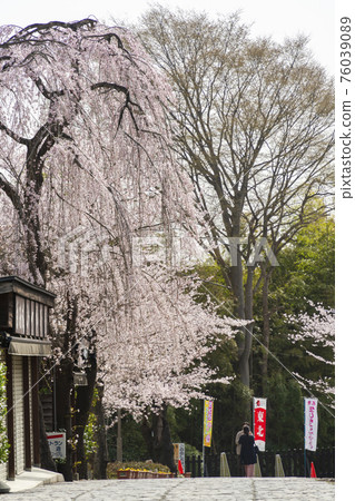 Scenery of Masuoka Park Weeping cherry tree Shiroishi City, Miyagi Prefecture Scenery of Masuoka Park Weeping cherry tree Shiroishi City, Miyagi Prefecture 76039089