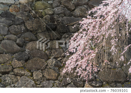 Scenery of Masuoka Park Ishigaki and weeping cherry tree Shiroishi City, Miyagi Prefecture Scenery of Masuoka Park Ishigaki and weeping cherry tree Shiroishi City, Miyagi Prefecture 76039101