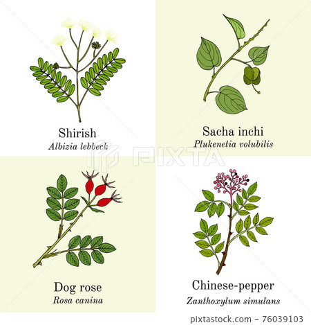 Set of edible and medicinal plants Set of edible and medicinal plants 76039103