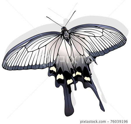 Chinese Windmill Butterfly Chinese Windmill Butterfly 76039196