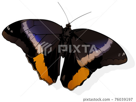 Banded Owl Butterfly Banded Owl Butterfly 76039197