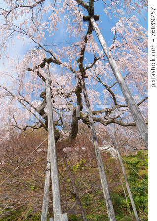 Weeping cherry tree at Yoshiminedera (Nishikyo-ku, Kyoto) 76039757