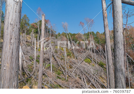 A tree that was knocked down on Mt. Ponpon (mountain trail from Honzanji to Kabusanji) A tree that was knocked down on Mt. Ponpon (mountain trail from Honzanji to Kabusanji) 76039787