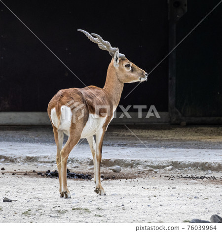 Indian Blackbuck, Antelope cervicapra or Indian antelope. 76039964