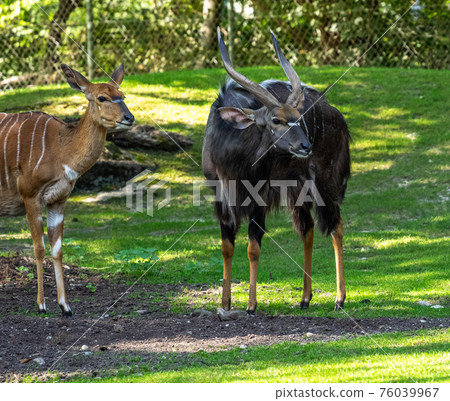 Nyala Antelope - Tragelaphus angasii. Wild life animal. 76039967