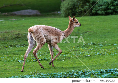 Vicunas, Vicugna Vicugna, relatives of the llama Vicunas, Vicugna Vicugna, relatives of the llama 76039988