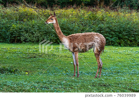 Vicunas, Vicugna Vicugna, relatives of the llama Vicunas, Vicugna Vicugna, relatives of the llama 76039989