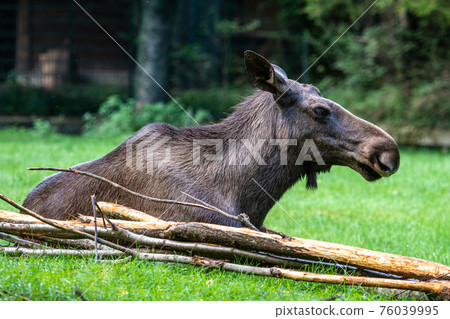 European Moose, Alces alces, also known as the elk European Moose, Alces alces, also known as the elk 76039995