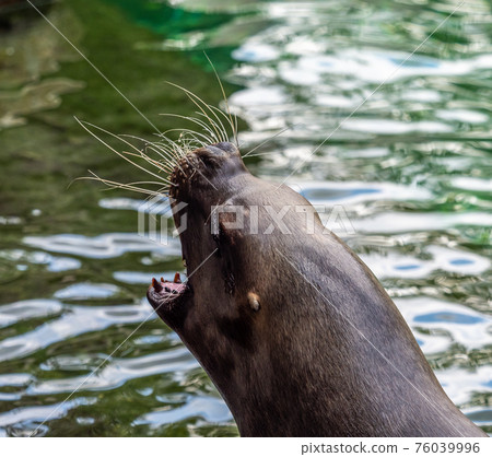 The South American sea lion, Otaria flavescens in the zoo 76039996