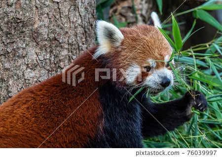 The red panda, Ailurus fulgens, also called the lesser panda. The red panda, Ailurus fulgens, also called the lesser panda. 76039997