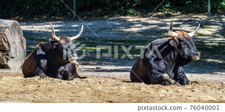 Heck cattle, Bos primigenius taurus or aurochs in the zoo Heck cattle, Bos primigenius taurus or aurochs in the zoo 76040001