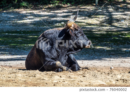 Heck cattle, Bos primigenius taurus or aurochs in the zoo 76040002