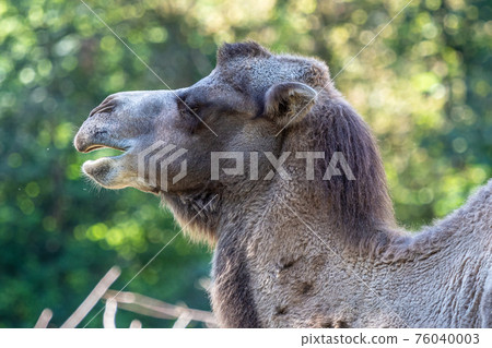 Bactrian camel, Camelus bactrianus in a german zoo Bactrian camel, Camelus bactrianus in a german zoo 76040003
