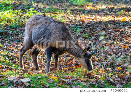 Domestic Goat, Capra aegagrus hircus in a park 76040021