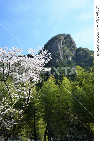 Kozagawa heaven pillar rock and cherry blossoms Kozagawa heaven pillar rock and cherry blossoms 76040377