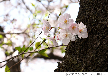 Sakura of Nishio City Golden Embankment 76040402