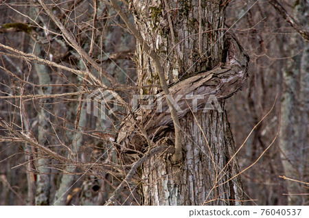 Leafless tree trunk in winter forest Leafless tree trunk in winter forest 76040537