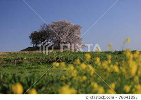 Fujioka Shiraishi Inariyama Tomb Fujioka Shiraishi Inariyama Tomb 76041855