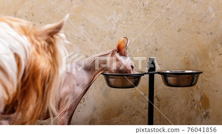 Banner format. A hairless dog watching the sphynx eating food from his bowl. Animal feeding, pets, hobbies. Close-up. Banner format. A hairless dog watching the sphynx eating food from his bowl. Animal feeding, pets, hobbies. Close-up. 76041856