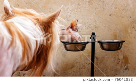 A dog watching the sphynx eating cat food from his bowl. Animal feeding, pets, hobbies. Close-up. Selective focus A dog watching the sphynx eating cat food from his bowl. Animal feeding, pets, hobbies. Close-up. Selective focus 76041858