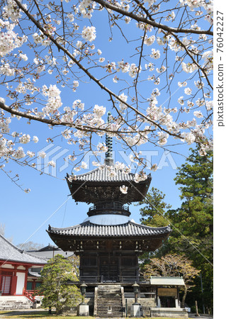Kosanji Temple with cherry blossoms (left) and Tahoto (right) [Tanabe City, Wakayama Prefecture] 76042227