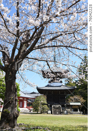 Kosanji Temple with cherry blossoms (left) and Tahoto (right) [Tanabe City, Wakayama Prefecture] 76042228