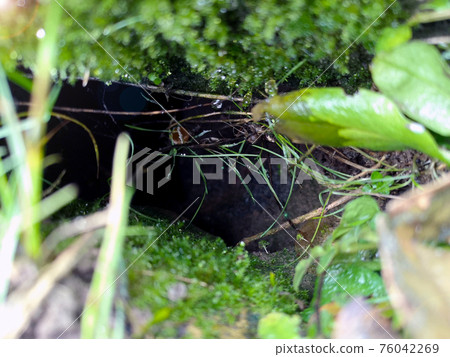 Nora dug by a wild animal. Rabbit hole, underground tunnel is overgrown with green grass. Excavated earth close up 76042269