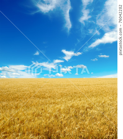 Golden wheat field and blue sky with Golden wheat field and blue sky with 76042282