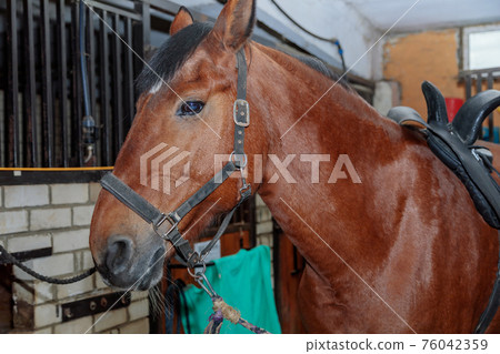 Close up portrait of a beautiful horse in a stable. 76042359