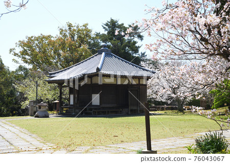 Kosanji Temple Sakura and Fudodo [Tanabe City, Wakayama Prefecture] 76043067
