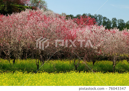 西川花園 西川花園 76043347