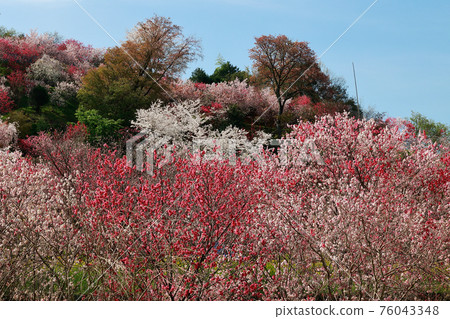 西川花園 76043348