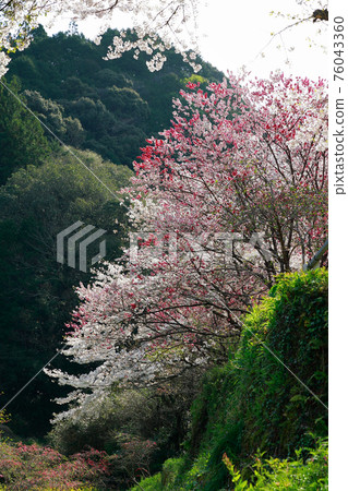 Nishikawa Hana Park Nishikawa Hana Park 76043360