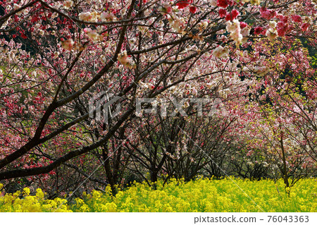 Nishikawa Hana Park Nishikawa Hana Park 76043363