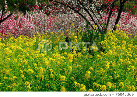 Nishikawa Hana Park Nishikawa Hana Park 76043369