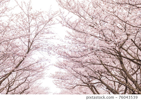 Cherry blossoms and sky 76043539