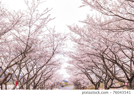 Cherry blossoms and sky 76043541