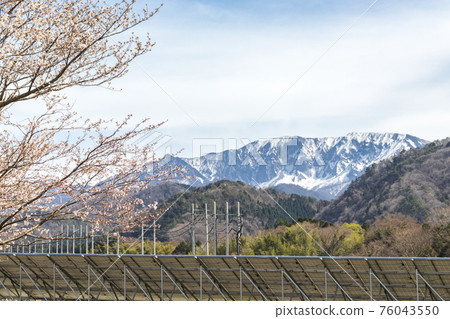 櫻花、著名的大山和天空 櫻花、著名的大山和天空 76043550