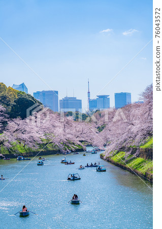 日本的春天 東京千代田區千鳥淵的一排櫻花樹 76043572