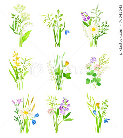 Floral Composition with Wildflowers and Meadow Plants Vector Set 76043642