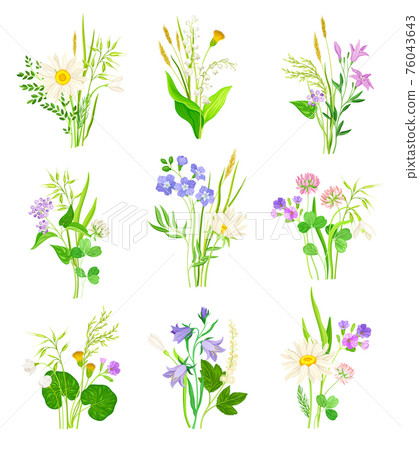 Floral Composition with Wildflowers and Meadow Plants Vector Set 76043643