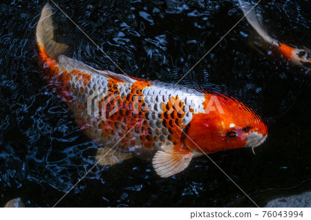 Nishikigoi Nishikigoi 76043994