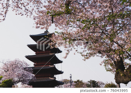 Ikegami Honmonji Five-storied pagoda and cherry blossoms 76043995