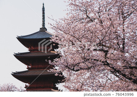 Ikegami Honmonji Five-storied pagoda and cherry blossoms Ikegami Honmonji Five-storied pagoda and cherry blossoms 76043996