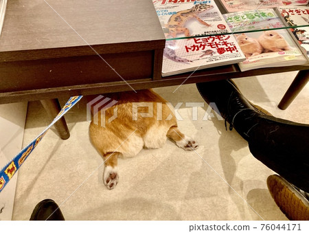 Corgi who hates hospitals Hides his head and doesn't hide his hips 76044171
