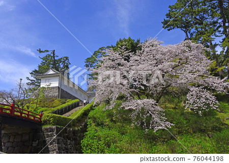 Odawara Castle Cherry Blossoms Odawara Castle Cherry Blossoms 76044198